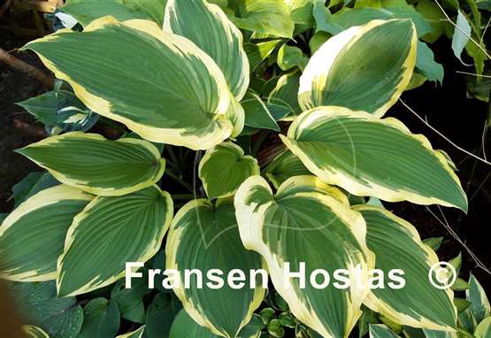 Hosta Lakeside Ring Master